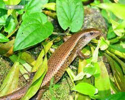 Malaysia - Kuala Lumpur - Butterfly Park