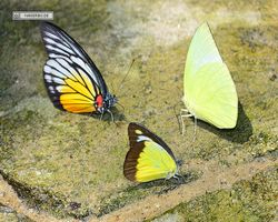 Malaysia - Kuala Lumpur - Butterfly Park