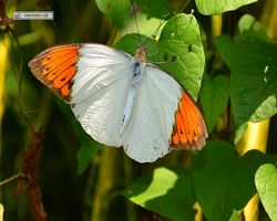 Malaysia - Kuala Lumpur - Butterfly Park