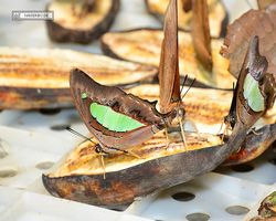 Malaysia - Kuala Lumpur - Butterfly Park