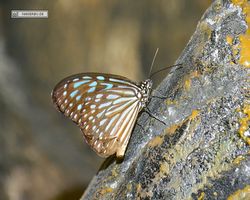 Malaysia - Kuala Lumpur - Butterfly Park