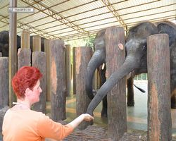 Malaysia - Kuala Gandah National Elephant Conservation Centre