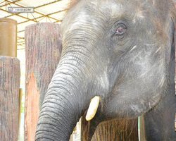 Malaysia - Kuala Gandah National Elephant Conservation Centre