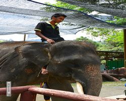 Malaysia - Kuala Gandah National Elephant Conservation Centre