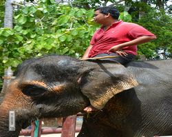 Malaysia - Kuala Gandah National Elephant Conservation Centre