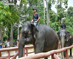 Malaysia - Kuala Gandah National Elephant Conservation Centre