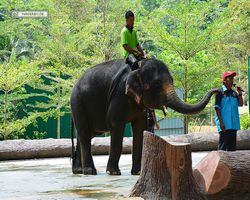 Malaysia - Kuala Gandah National Elephant Conservation Centre