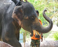 Malaysia - Kuala Gandah National Elephant Conservation Centre