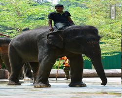 Malaysia - Kuala Gandah National Elephant Conservation Centre