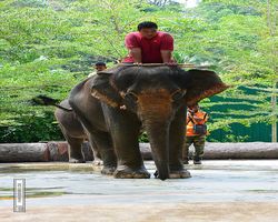 Malaysia - Kuala Gandah National Elephant Conservation Centre