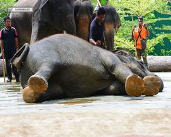 Malaysia - Kuala Gandah National Elephant Conservation Centre