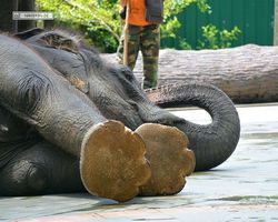 Malaysia - Kuala Gandah National Elephant Conservation Centre