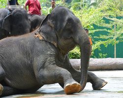 Malaysia - Kuala Gandah National Elephant Conservation Centre