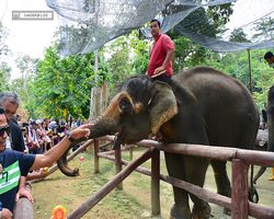 Malaysia - Kuala Gandah National Elephant Conservation Centre