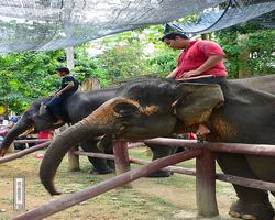 Malaysia - Kuala Gandah National Elephant Conservation Centre