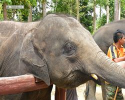 Malaysia - Kuala Gandah National Elephant Conservation Centre