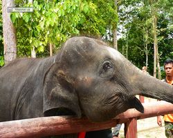 Malaysia - Kuala Gandah National Elephant Conservation Centre