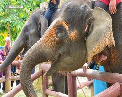 Malaysia - Kuala Gandah National Elephant Conservation Centre