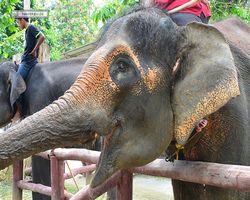Malaysia - Kuala Gandah National Elephant Conservation Centre