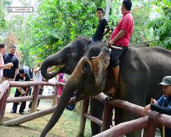 Malaysia - Kuala Gandah National Elephant Conservation Centre