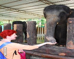 Malaysia - Kuala Gandah National Elephant Conservation Centre