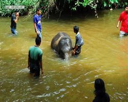Malaysia - Kuala Gandah National Elephant Conservation Centre
