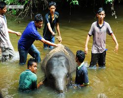 Malaysia - Kuala Gandah National Elephant Conservation Centre
