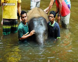 Malaysia - Kuala Gandah National Elephant Conservation Centre