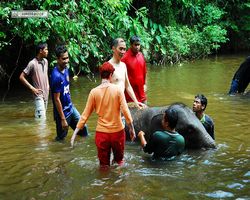 Malaysia - Kuala Gandah National Elephant Conservation Centre