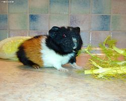 Meerschweinchen - nagerbu.de - Abby