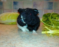 Meerschweinchen - nagerbu.de - Abby