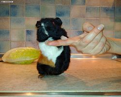 Meerschweinchen - nagerbu.de - Abby