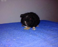 Meerschweinchen - nagerbu.de - Abby