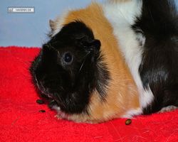 Meerschweinchen - nagerbu.de - Bella
