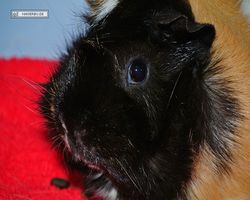 Meerschweinchen - nagerbu.de - Bella