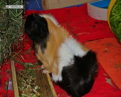 Meerschweinchen - nagerbu.de - Bella