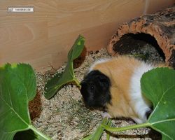 Meerschweinchen - nagerbu.de - Bella
