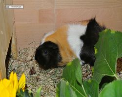 Meerschweinchen - nagerbu.de - Bella