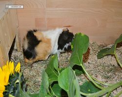 Meerschweinchen - nagerbu.de - Bella
