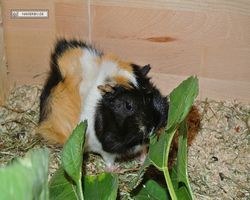Meerschweinchen - nagerbu.de - Bella