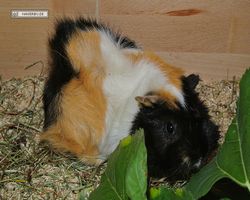 Meerschweinchen - nagerbu.de - Bella
