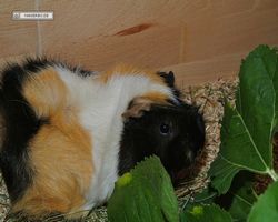 Meerschweinchen - nagerbu.de - Bella