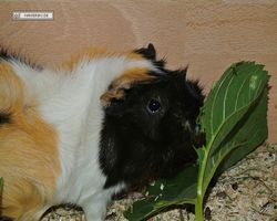 Meerschweinchen - nagerbu.de - Bella
