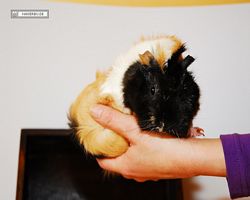 Meerschweinchen - nagerbu.de - Bella