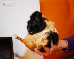 Meerschweinchen - nagerbu.de - Bella