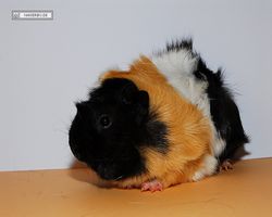 Meerschweinchen - nagerbu.de - Bella