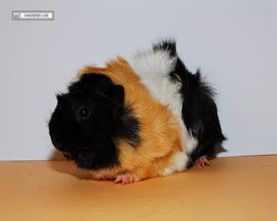 Meerschweinchen - nagerbu.de - Bella