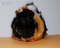 Meerschweinchen - nagerbu.de - Bella