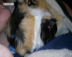 Meerschweinchen - nagerbu.de - Bella