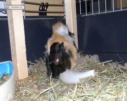 Meerschweinchen - nagerbu.de - Bella